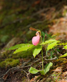 Lady-slipper orchid with beech leaves