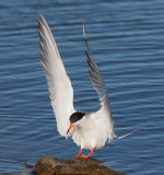 Forsters Tern, landing