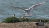 Caspian Tern, adult pair and downy chick