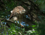 Coopers Hawk, fledgling