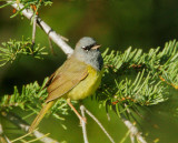 MacGillivrays Warbler, singing male