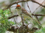 Chipping Sparrow