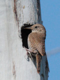 House Wren, feeding nestling
