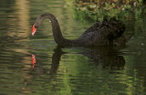 Black Swan