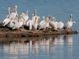 American White Pelicans