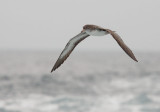 Birds -- Monterey Bay Pelagic, October 2009