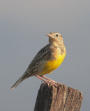 Western Meadowlark, juvenile