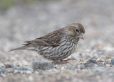 Cassins Finch, female