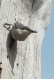Pygmy Nuthatch, female displaying while eating bee