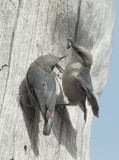 Pygmy Nuthatches, male feeds female, June 2010