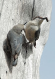 Pygmy Nuthatches, pair, male displaying bee to female