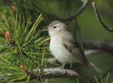 Warbling Vireo