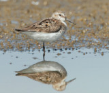 Western Sandpiper, molting