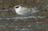 Forsters Tern, juvenile