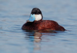 Ruddy Duck, male