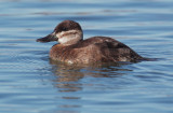 Ruddy Duck, female