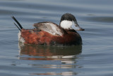 Ruddy Duck, male