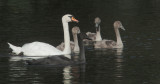 Mute Swans, adult and cygnets