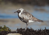 Black-bellied Plover, molting