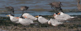 Elegant Terns