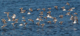 Western Sandpipers, juveniles