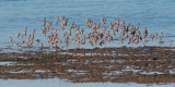 Western Sandpipers, juveniles