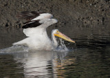 American White Pelican