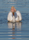 American White Pelican, fish in pouch