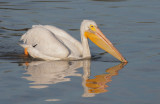 American White Pelican