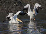 American White Pelicans