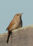 House Wren