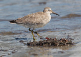 Red Knot, juvenile