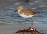 Dunlin