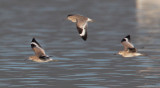 Willets, flying