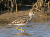 Greater Yellowlegs, breeding plumage