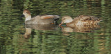 Gadwalls, pair