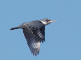 Belted Kingfisher, first-winter female