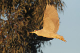 Black-crowned Night-Heron, flying, early morning light