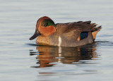 Green-winged Teal, male