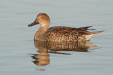 Northern Pintail, female