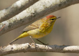 Palm Warbler, eastern