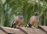 Common Mynas