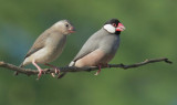 Java Sparrows, immature and adult