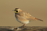 Horned Lark