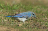 Mountain Bluebird, male