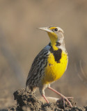 Western Meadowlark