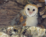 Barn Owl