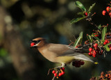 Cedar Waxwing, with berry