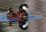 Ruddy Duck, male performing bubbling display