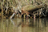 White-faced Ibis, first winter